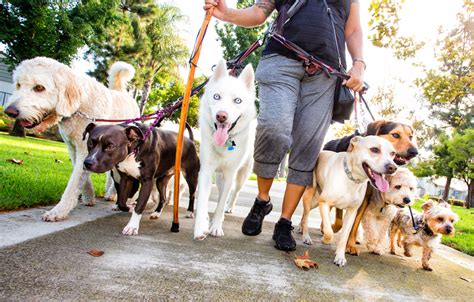 dog walkings on offer in toronto